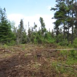 Permitted work in a regulated wetland adjacent to a tributary of the Richibucto River