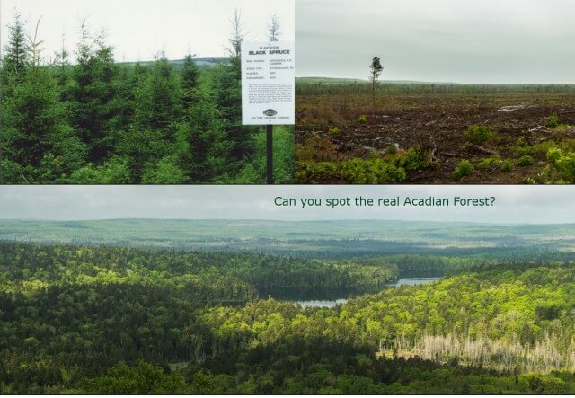 realacadianforest