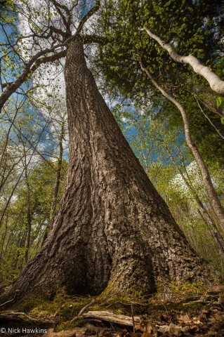 A massive red oak in NB's Acadian forest