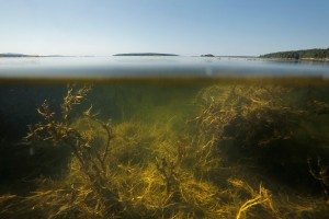 EAST BLUE HILL, ME - SEPTEMBER 6: Below the surface of the Gulf of Maine, changes are happening that will impact Maine, New England and the Canadian Martimes. Since 2004, the gulf has warmed faster than any other body of water on the planet save for an area northeast of Japan. In 2012, the average water temperature in the gulf hit the highest level in the 150 years that temperature records have been kept. This photo was taken in East Blue Hill on Sunday, September 6, 2015. (Photo by Gregory Rec/Staff Photographer, Portland Press Herald, used with permission)