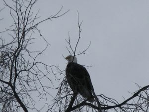 bald eagle 001