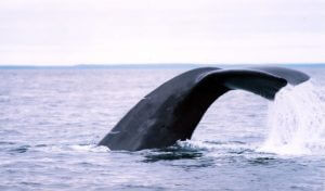 right whale tail side view - D Coon