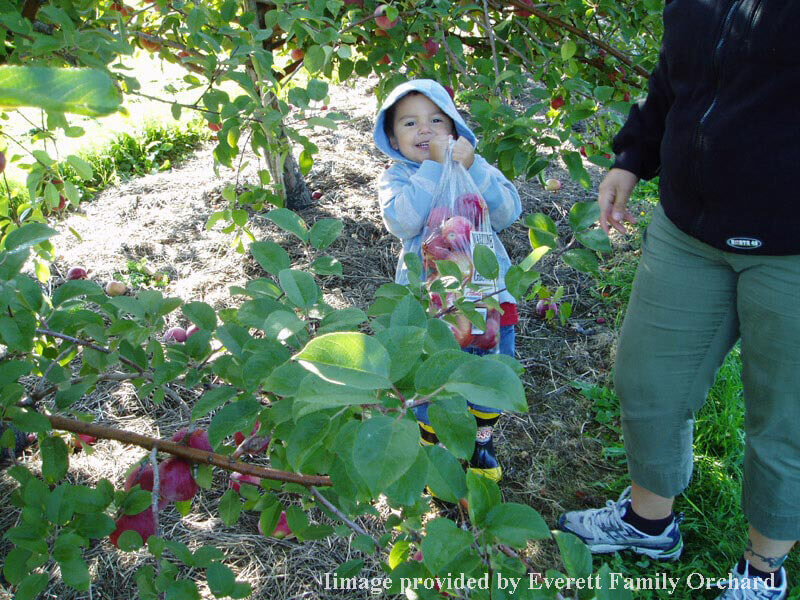 Everrett Family Orchard