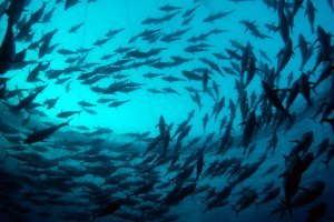  'Marco Carè/Marine Photobank.' Inside a bluefin tuna cage.