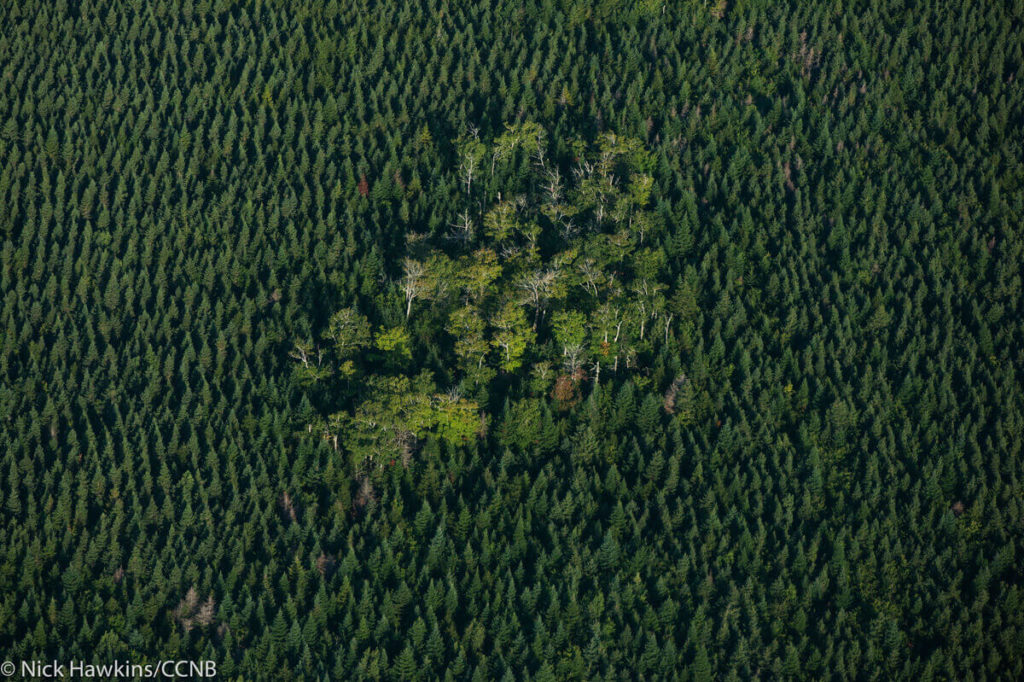 Report Calling For Ecological Forestry In Nova Scotia Offers Roadmap