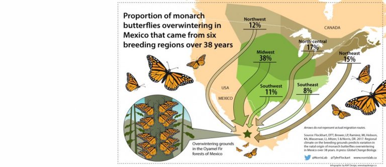 Map of migrating monarch butterflies signals need for cross-continental ...