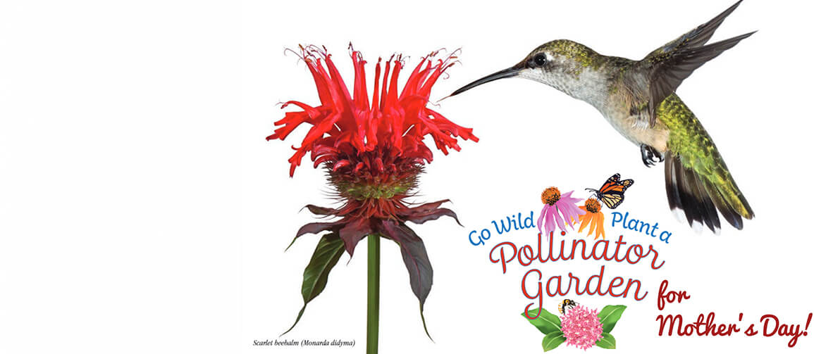 Spring is in the air! Help Mom plant a Pollinator Garden this Mother's Day  - CCNB