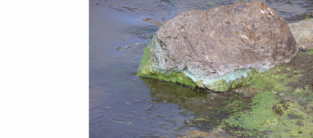 Seven things you should know about blue-green algae