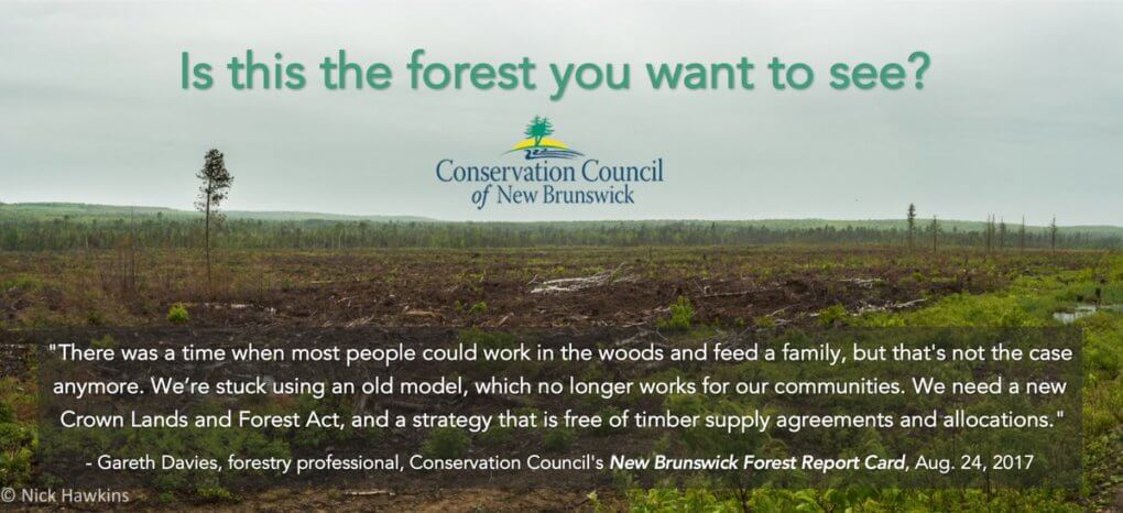 Report calling for ecological forestry in Nova Scotia offers roadmap ...