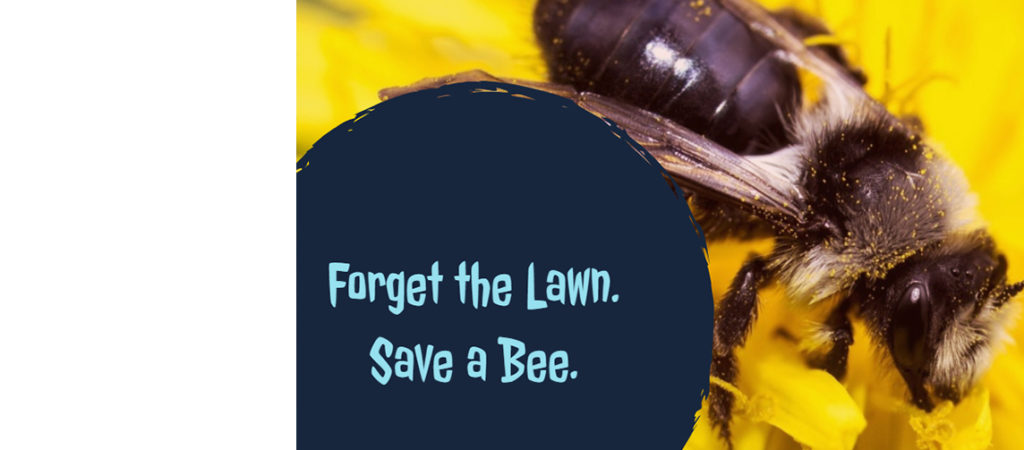 https://www.conservationcouncil.ca/wp-content/uploads/2018/05/Bee-Feature.jpg