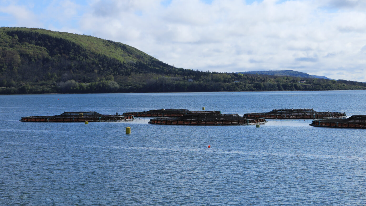 No More New Salmon Farms In The Bay Of Fundy - CCNB