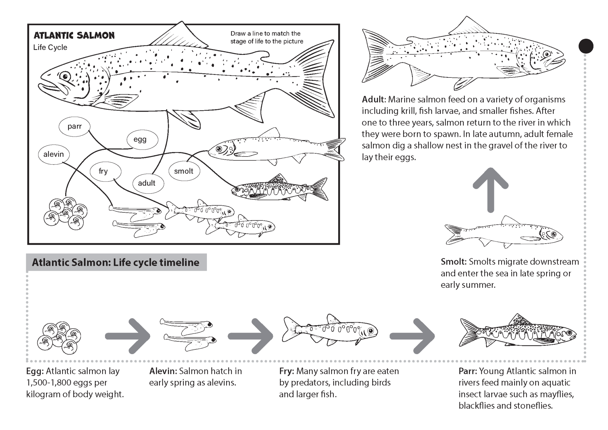 Educational Colouring Sheets - CCNB