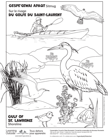 saint lawrence coloring pages