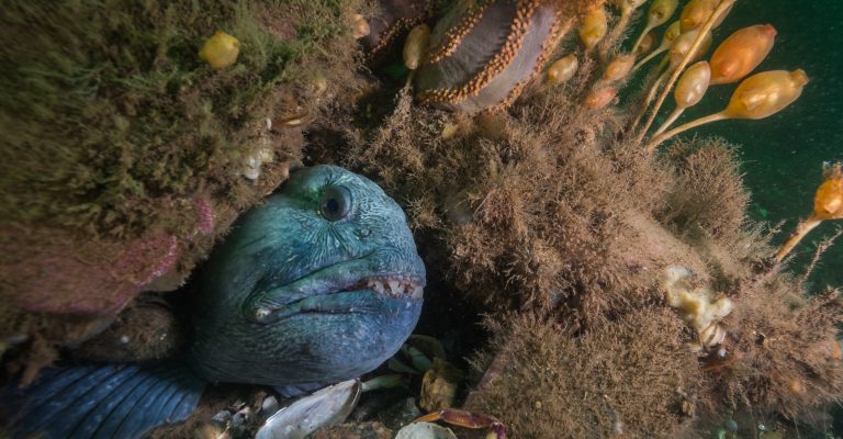 Atlantic wolfish, photographed at a depth of 70 feet off Deer Island Point, New Brunswick, Canada.