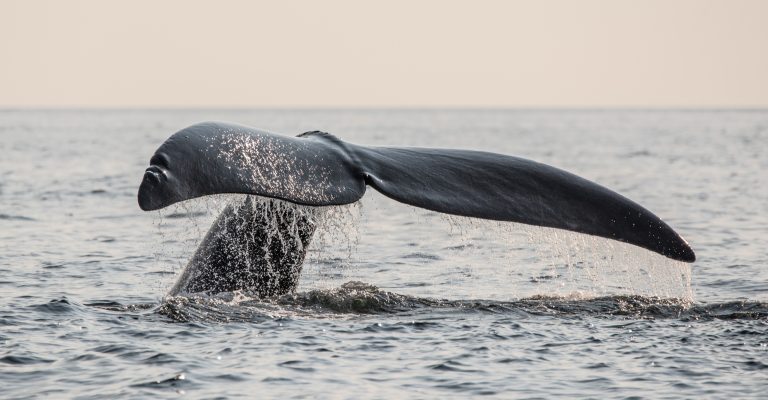 North Atlantic right whales photographed in the Gulf of Saint Lawrence, New Brunswick, Canada.