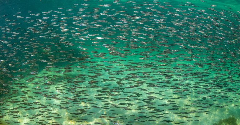 Juvenile Atlantic herring (Clupea harengus) school in the shallow intertidal waters near Port Joli, Nova Scotia, Canada.