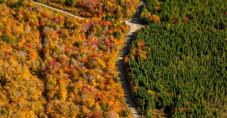 Natural, mixed-wood Acadian forest versus large-scale monoculture plantation in New Brunswick. Photo: Deborah Carr